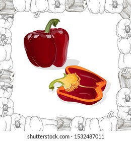 Closeup view pepper on white background, raw food ingredient concept. Hand made vector illustration.