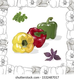 Closeup view pepper on white background, raw food ingredient concept. Hand made vector illustration.