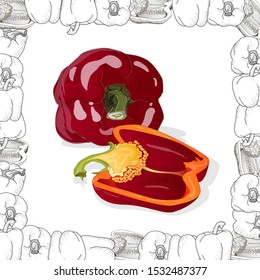Closeup view pepper on white background, raw food ingredient concept. Hand made vector illustration.
