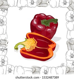 Closeup view pepper on white background, raw food ingredient concept. Hand made vector illustration.