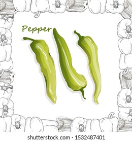 Closeup view pepper on white background, raw food ingredient concept. Hand made vector illustration.