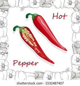 Closeup view pepper on white background, raw food ingredient concept. Hand made vector illustration.