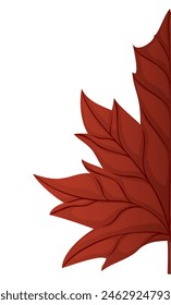Close-up view of red maple leaf with detail of its ribs and midribs on white background.