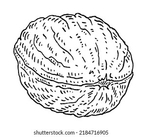 Closeup walnut in shell. Vector engraving black vintage illustration. Isolated on white background.