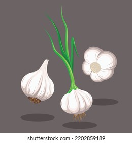 Close-up White Garlic with Root and Leaves Vector Illustration | Garlic in Different Angles | Flat Design Isolated | Kitchen Cooking Ingredients |Flavour Aroma Ingredient | Vegetable Illustration