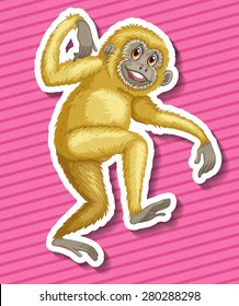 Closeup white gibbon on pink background