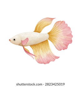 Closeup of white and pink betta fish