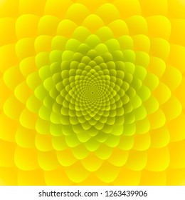 Close-up Yellow Sunflower inflorescence. Abstract floral pattern design