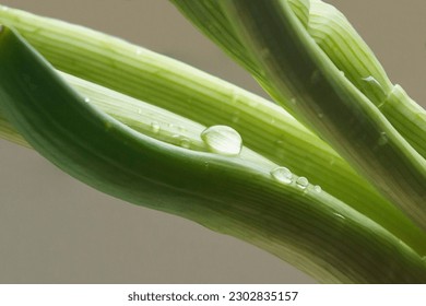 a close-up of young freshly grown onion shoots with a drop of moisture on them on a spring day