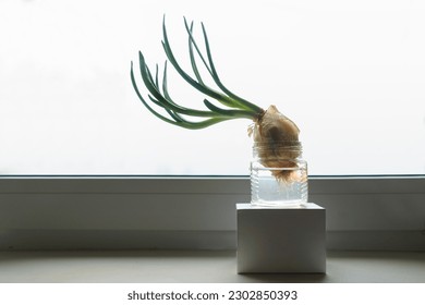 a close-up of young freshly grown onion shoots with a drop of moisture on them on a spring day on the windowsill
