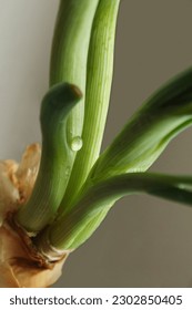 a close-up of young freshly grown onion shoots with a drop of moisture on them on a spring day