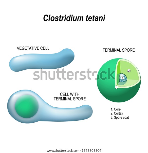 clostridium tetani. Anatomy of the cell with terminal\
spore, and vegetative cell. Structure of the terminal spore: Core,\
cortex, and spore coat. Vector diagram for educational, medical,\
biological use