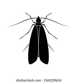 Clothes moth icon isolated on white