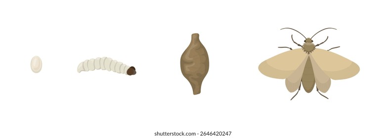 Ciclo de vida de traça de roupa do ovo à larva, pupa e inseto adulto