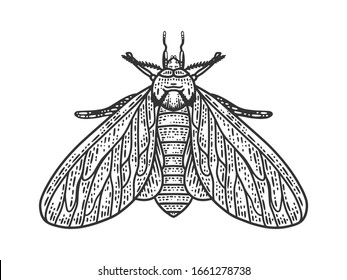 clothing moth sketch engraving vector illustration. T-shirt apparel print design. Scratch board imitation. Black and white hand drawn image.