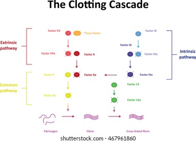 Coagulation Cascade Chart