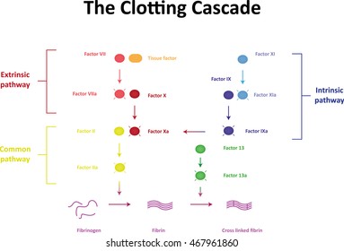 Clotting Cascade Images Stock Photos Vectors Shutterstock