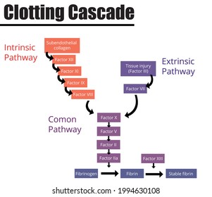 The Clotting Cascade Labeled Diagram. Coagulation Factors Of Blood. Vector Illustration. Didactic Illustration.