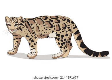 The cloud leopard is a wild animal standing on its paws, living in nature, with a mottled patterned skin texture.  Vector illustration