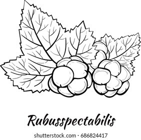 Cloudberry. Beautiful forest berries. Hand draw graphic. For use in menus, prints, icons, logo, fabrics and other. Vector illustration.
