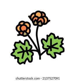 vector del icono de color de la baya de nubes. signo de moras de nuez. ilustración de símbolo aislado