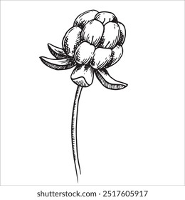 Cloudberry berry. Sketch style illustration