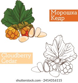 Cloudberry and cedar black and white and colored