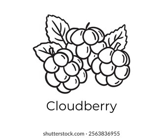 cloudberry doodle hand drawn icon. Outline drawing plant organic natural cosmetic cloudberry ingredient line clipart symbol . Vector illustration