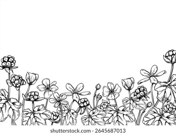 Flores de amora, bagas e folhas quadro vetor monocromático horizontal com espaço vazio para texto. Escandinávia pântano baga gravura desenho para desenhos botânicos nórdicos, embalagem de produtos orgânicos.