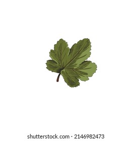 Cloudberry green fresh single leaf hand drawn color vector illustration isolated on white background. Cloudberry plant detail for food packaging and labels.