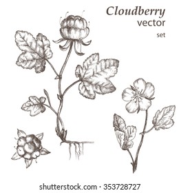 Cloudberry.  Hand drawn illustration. Wild berries set.