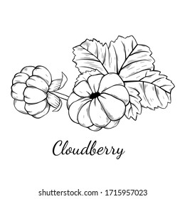 Cloudberry hand drawn vector illustration. Sketch style drawing isolated on white background with leaf. Organic vegetarian object for menu, label, recipe, product packaging