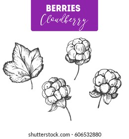 Cloudberry hand drawn vector illustration set. Engraved food image.