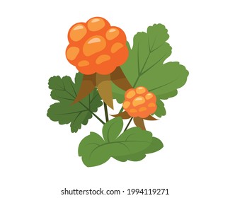 Cloudberry icon isolated on the white background. Orange berries witn green leaves. Vector illustration of medical plants, herbs for nature or healthy vitamin food design.
