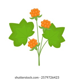 Cloudberry isolated on a white background. Orange berries and green leaves in flat style. Nord berries. Vector illustration, colored icon, design element.