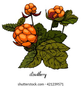 Cloudberry, line art
