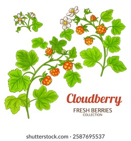 Cloudberry Plant Colored Detailed Illustration