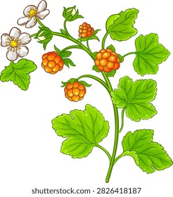 Cloudberry Plant Colored Detailed Illustration