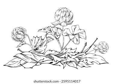 Cloudberry raspberry in autumn leaves on stem, hand drawn vector ink, line ripe Scandinavian forest berry. Isolated botanical illustration for dessert cafe menu, restaurant, wedding, farmers market