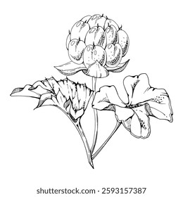 Cloudberry raspberry with plant leaves on stem, hand drawn vector ink, line ripe Scandinavian forest berry. Isolated botanical illustration for dessert cafe menu, restaurant, wedding, farmers market