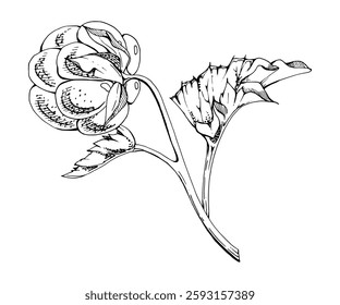 Cloudberry raspberry with plant leaves on stem, hand drawn vector ink, line ripe Scandinavian forest berry. Isolated botanical illustration for restaurant, dessert cafe menu, wedding, farmers market
