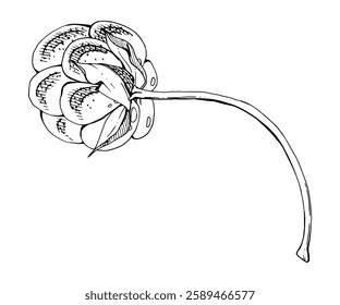 Cloudberry raspberry sloe fruit with leaves petals on receptacle stalk hand drawn vector ink, line ripe forest berry dewberry mulberry loganberry boysenberry. Botanical isolated element illustration