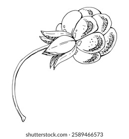 Cloudberry raspberry sloe fruit on receptacle stalk with leaves petals, watercolor hand drawn, red ripe forest berry dewberry boysenberry mulberry loganberry. Botanical isolated element illustration