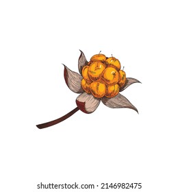 Cloudberry ripe fresh single berry hand drawn color vector illustration isolated on white background. Cloudberry healthy dessert and vitamin ingredient for jam and juice.
