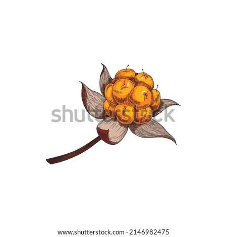Cloudberry ripe fresh single berry hand drawn color vector illustration isolated on white background. Cloudberry healthy dessert and vitamin ingredient for jam and juice.