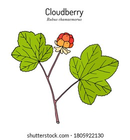 Beeren (Rubus chamaemorus), oder Bäckerchen, Knotenbeeren, Kastanienbeeren, Aqpik, Low-Buschsalmonberry, Averin, Emirel. Handgezeichnete botanische Vektorgrafik. Sammlung von Wildbeeren