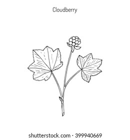 Cloudberry (rubus chamaemorus), or bakeapple, knotberry, knoutberry, aqpik, low-bush salmonberry, averin, evron .  Hand drawn botanical vector illustration. Wild berries collection
