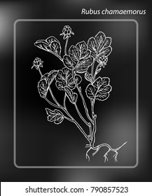 Cloudberry or Rubus chamaemorus. Drawing Hand drawn Sketch Vector Illustration on chalk-board