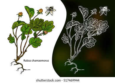 Cloudberry. Rubus chamaemorus. Hand drawn stylized vector. Sketch background.