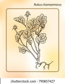 Cloudberry or Rubus chamaemorus. Hand drawn Sketch Vector Illustration. Drawing Ink